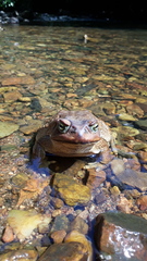 Rhinella achavali