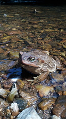 Rhinella achavali