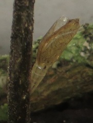 Leptosia alcesta inalcesta