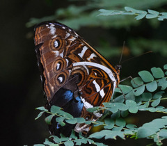 Morpho cisseis