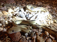 Bogertophis subocularis