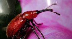 Merhynchites bicolor