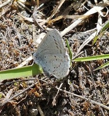 Celastrina echo nigrescens