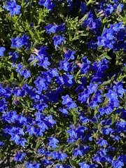 Glandora diffusa