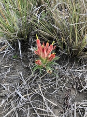 Castilleja moranensis