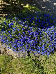Glandora diffusa