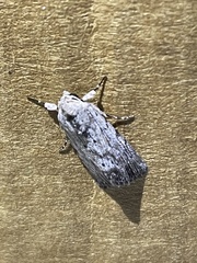 Catabenoides