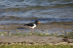 Haematopus longirostris
