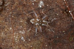 Microvelia americana