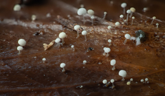 Physalacria stilboidea