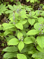Scutellaria serrata