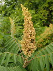 Rhus typhina