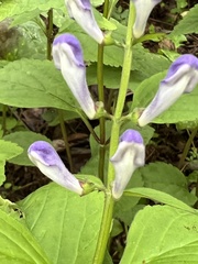 Scutellaria serrata