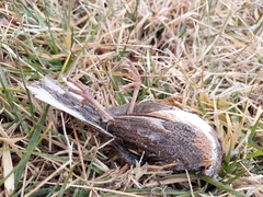 Pipilo erythrophthalmus