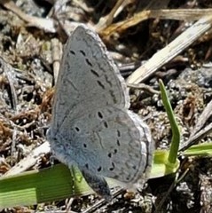 Celastrina echo nigrescens
