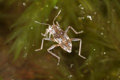 Microvelia americana