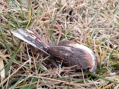 Pipilo erythrophthalmus