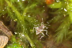 Microvelia americana