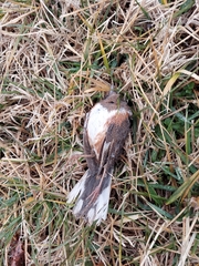 Pipilo erythrophthalmus