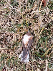 Pipilo erythrophthalmus