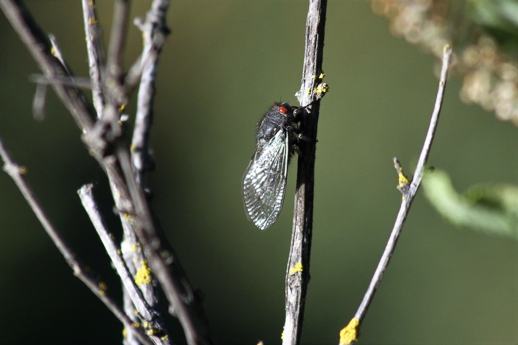 Ahomana neotropicalis