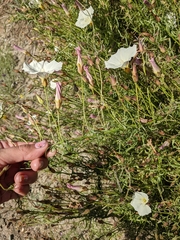 Calystegia macrostegia tenuifolia