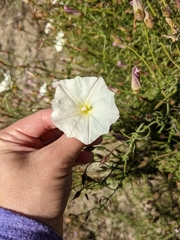 Calystegia macrostegia tenuifolia