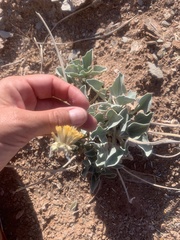 Enceliopsis nudicaulis
