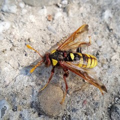 Cimbex quadrimaculatus