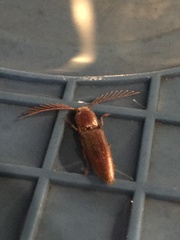 Dicrepidius palmatus