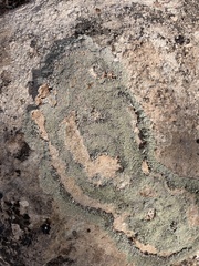 Lecanora argopholis