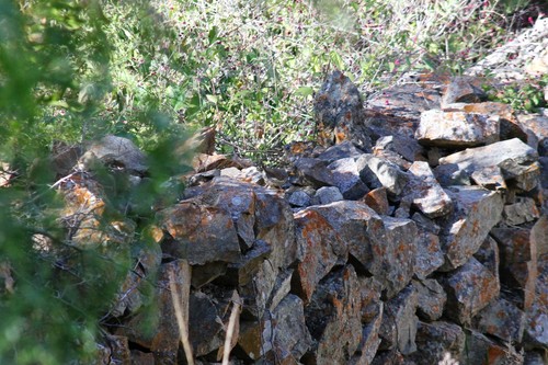 Great Inca Finch (Incaspiza pulchra), photo 1