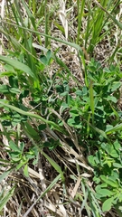Medicago