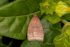 Austrocarea iocephala