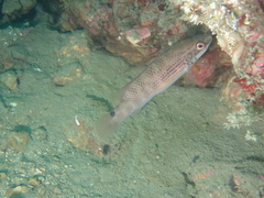 Ctenolabrus rupestris