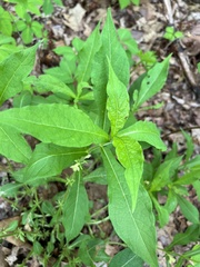 Triosteum angustifolium