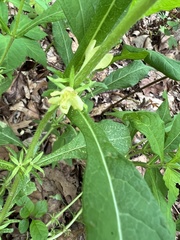 Triosteum angustifolium