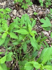 Triosteum angustifolium