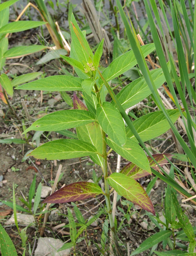 swamp milkweed from Novi, MI, USA on June 19, 2018 at 01:57 PM by Ken ...