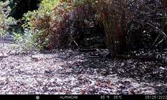 Otospermophilus beecheyi