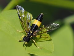 Tenthredo maculata