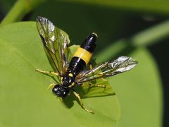 Tenthredo maculata