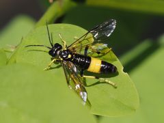 Tenthredo maculata