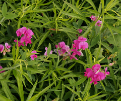 Lathyrus latifolius