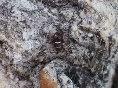 Pilophorus perplexus