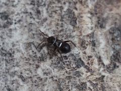 Pilophorus perplexus