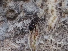 Pilophorus perplexus