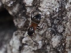 Pilophorus perplexus