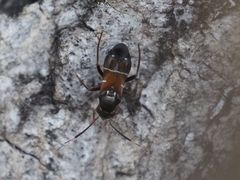 Pilophorus perplexus