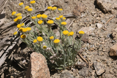 Erigeron aphanactis congestus